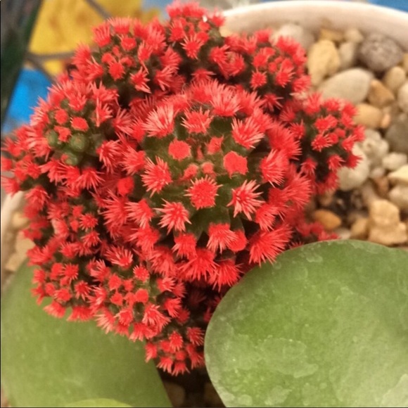 Meet the Posher! - Picture 3 of 5